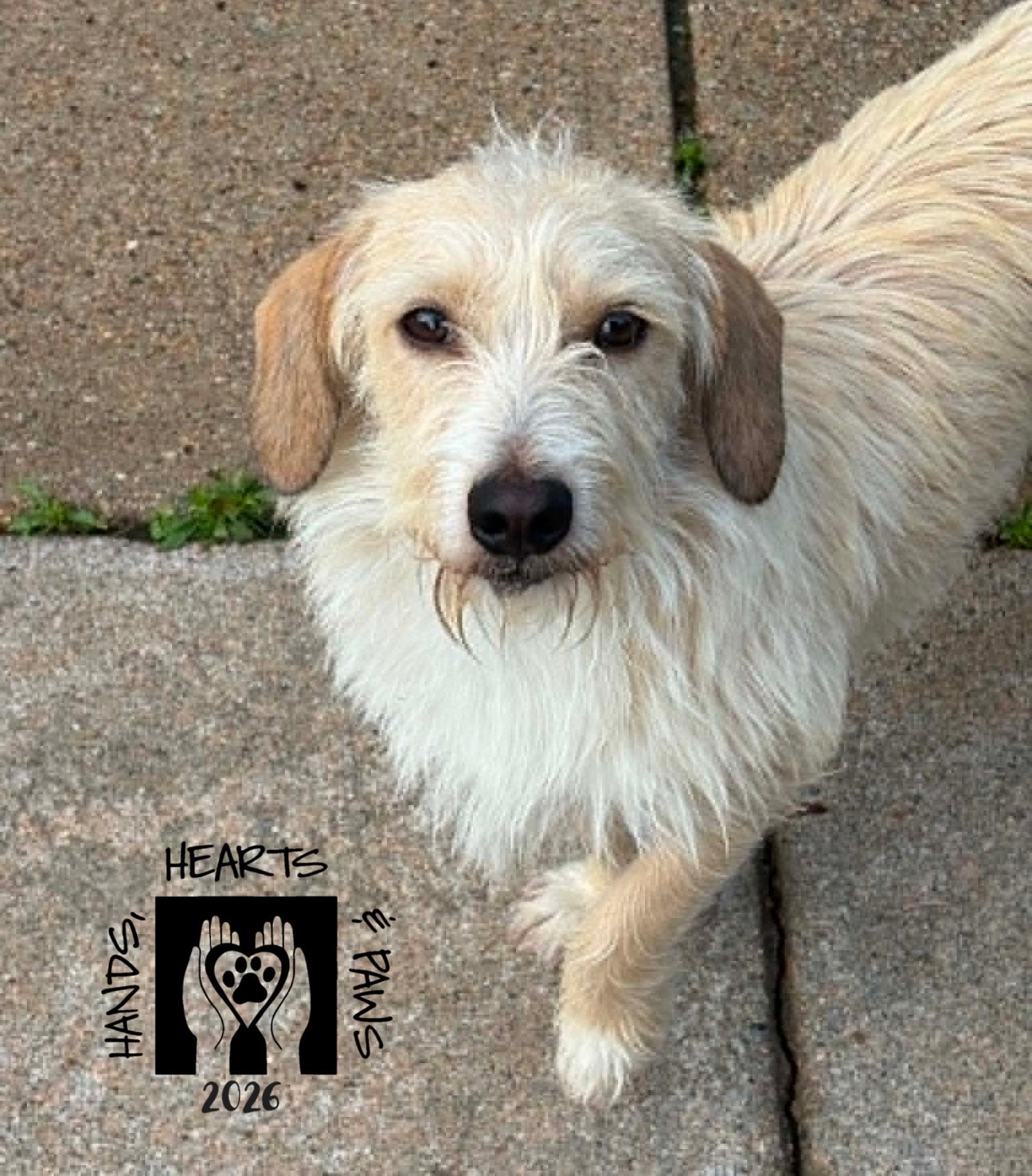 Enlarge Levi, a Adoptable mixed breed in Omaha, NE image 3/3
