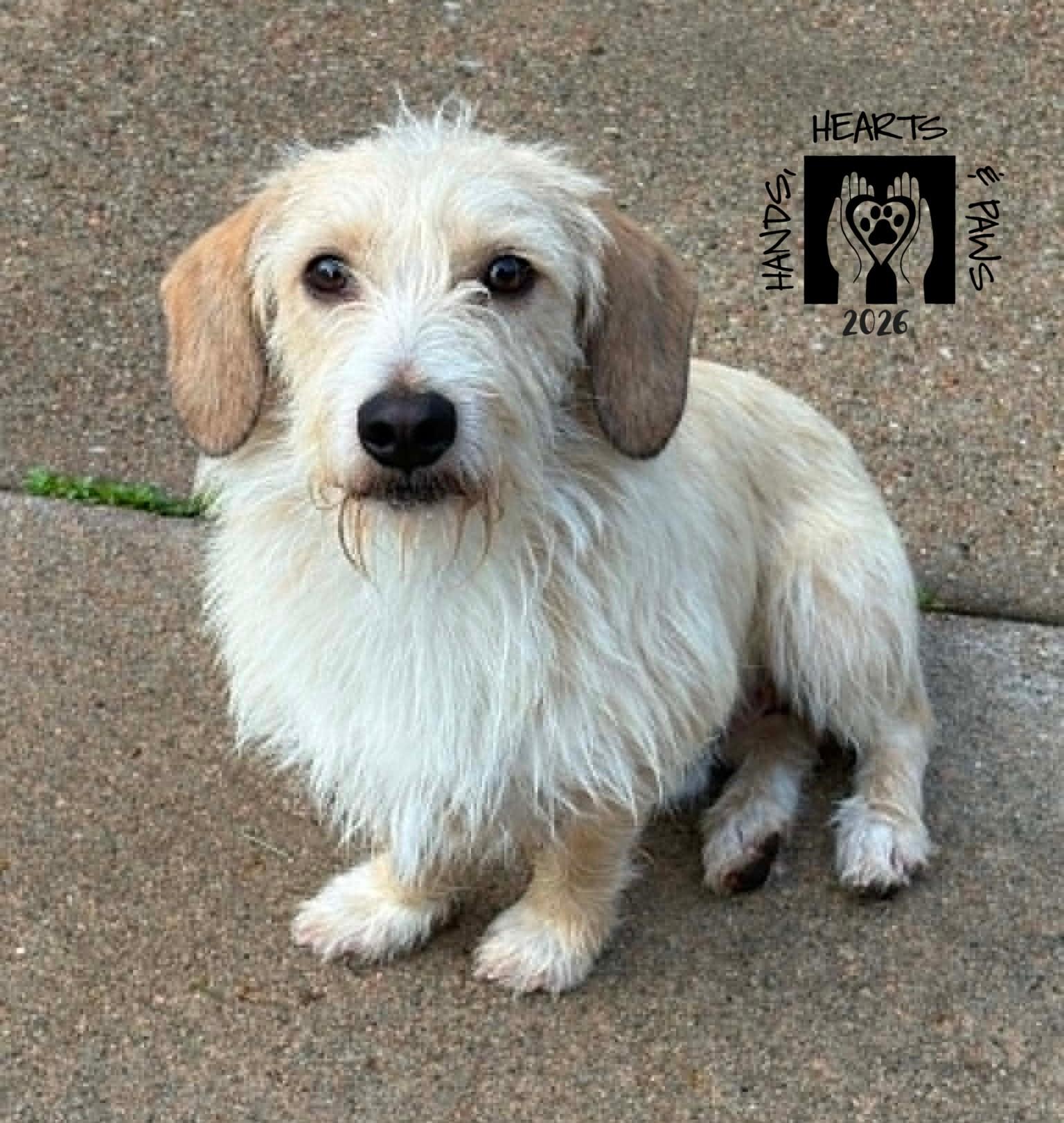 Enlarge Levi, a Adoptable mixed breed in Omaha, NE image 1/3