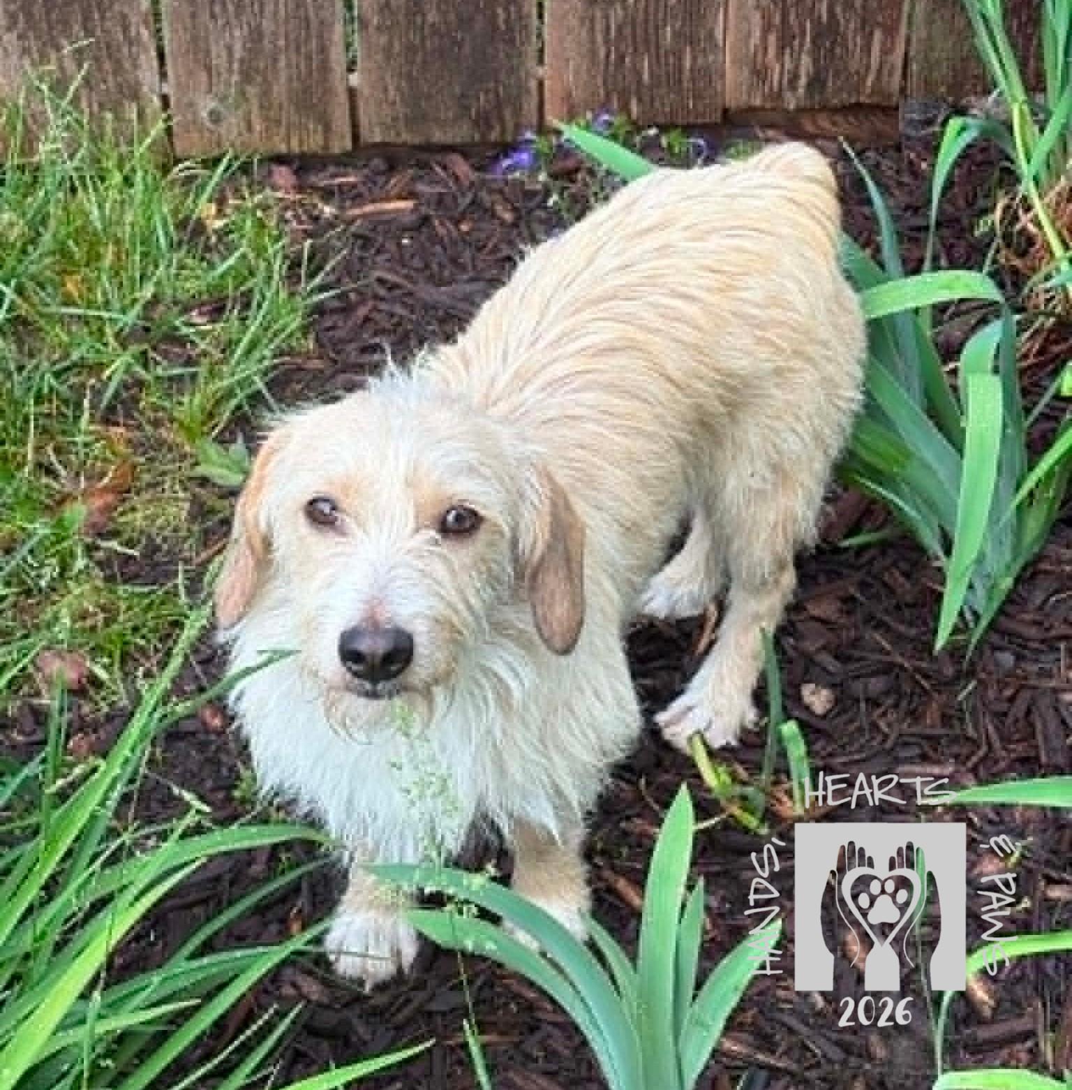 Enlarge Levi, a Adoptable mixed breed in Omaha, NE image 2/3