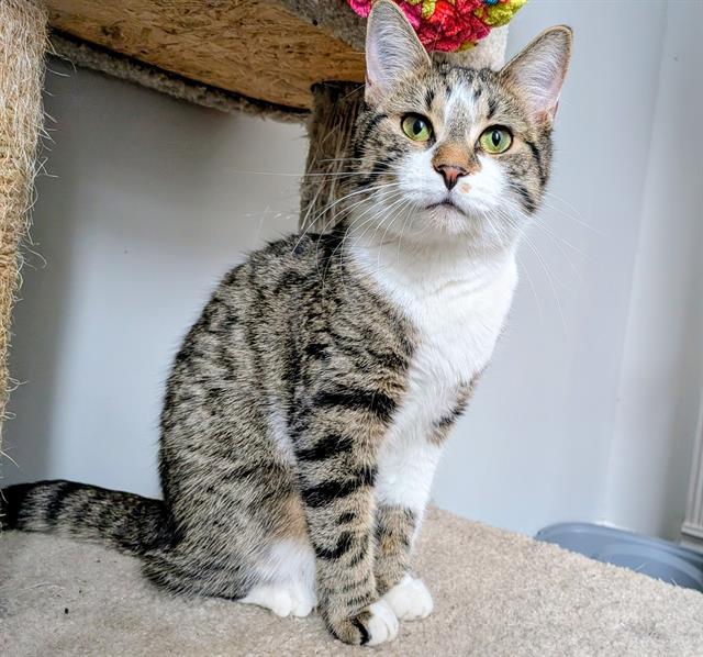 SCOTTIE, Adoptable, Young Female Domestic Short Hair.