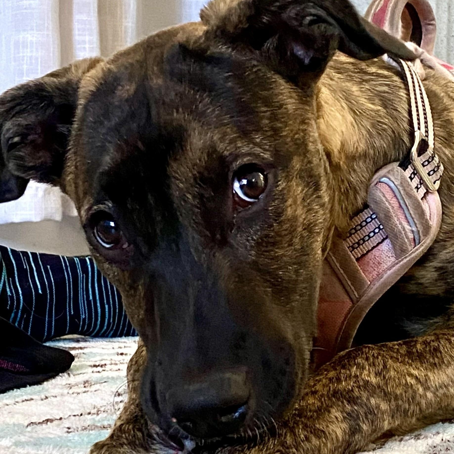 Sadie, Adoptable, Young Female German Shepherd Dog.