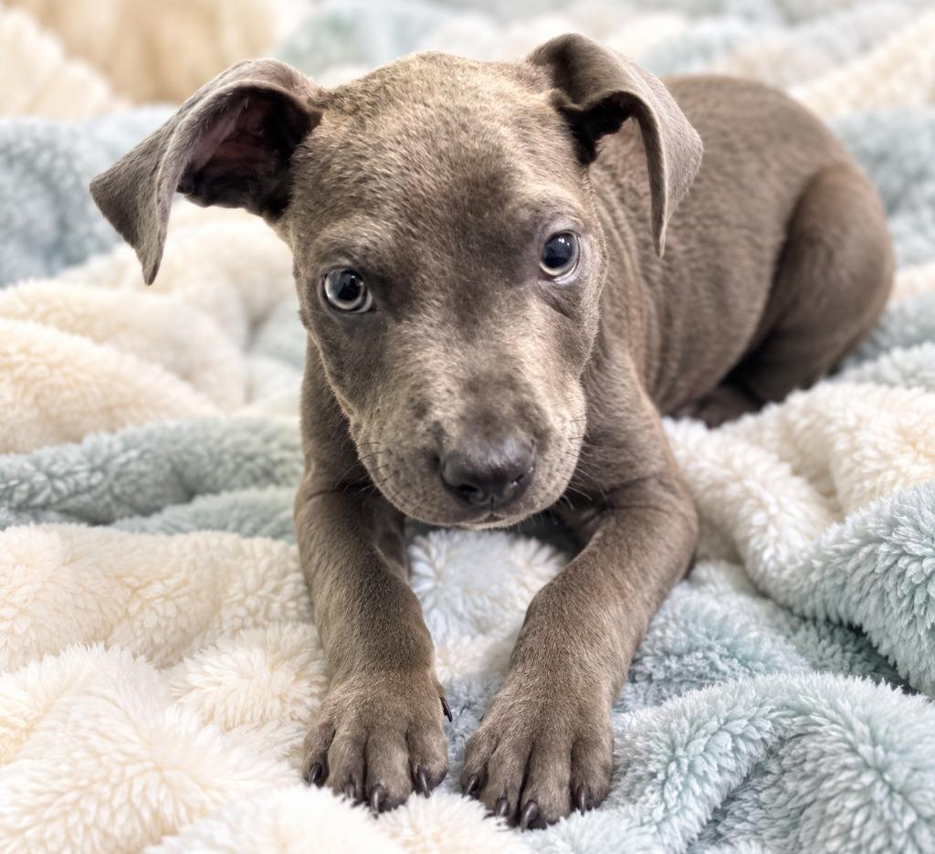 Enlarge Porkchop, a Adoptable mixed breed in Hardeeville, SC image 1/1