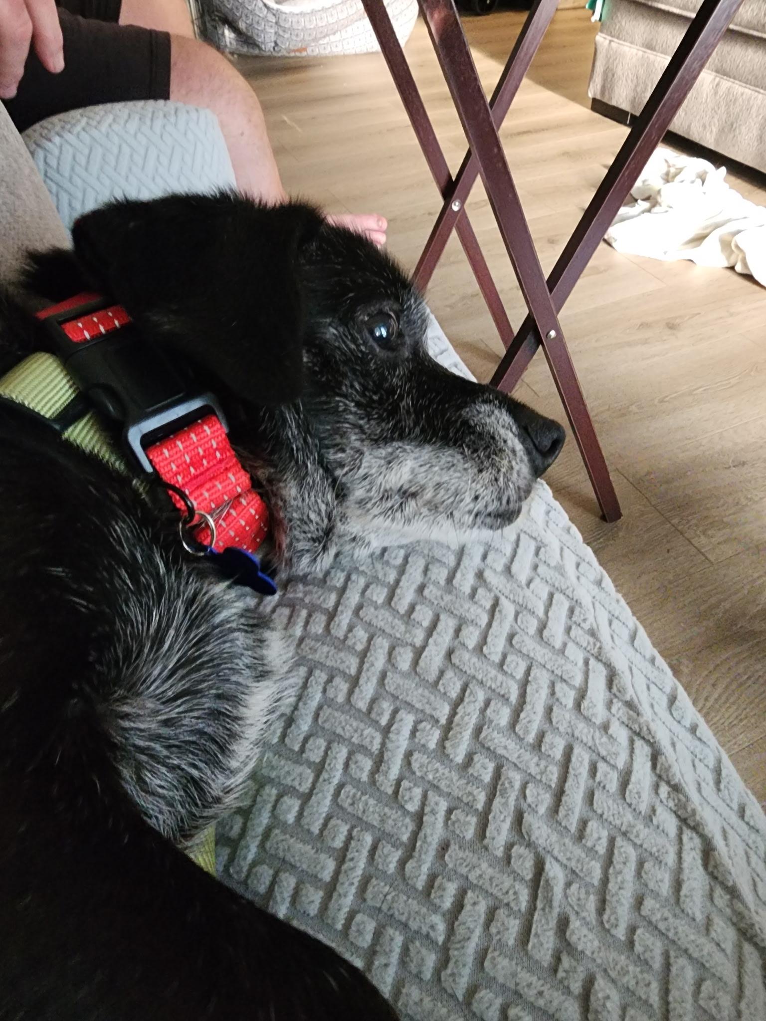 Charlie, a ADOPTABLE Mixed Breed in Columbia, MD image 2/3