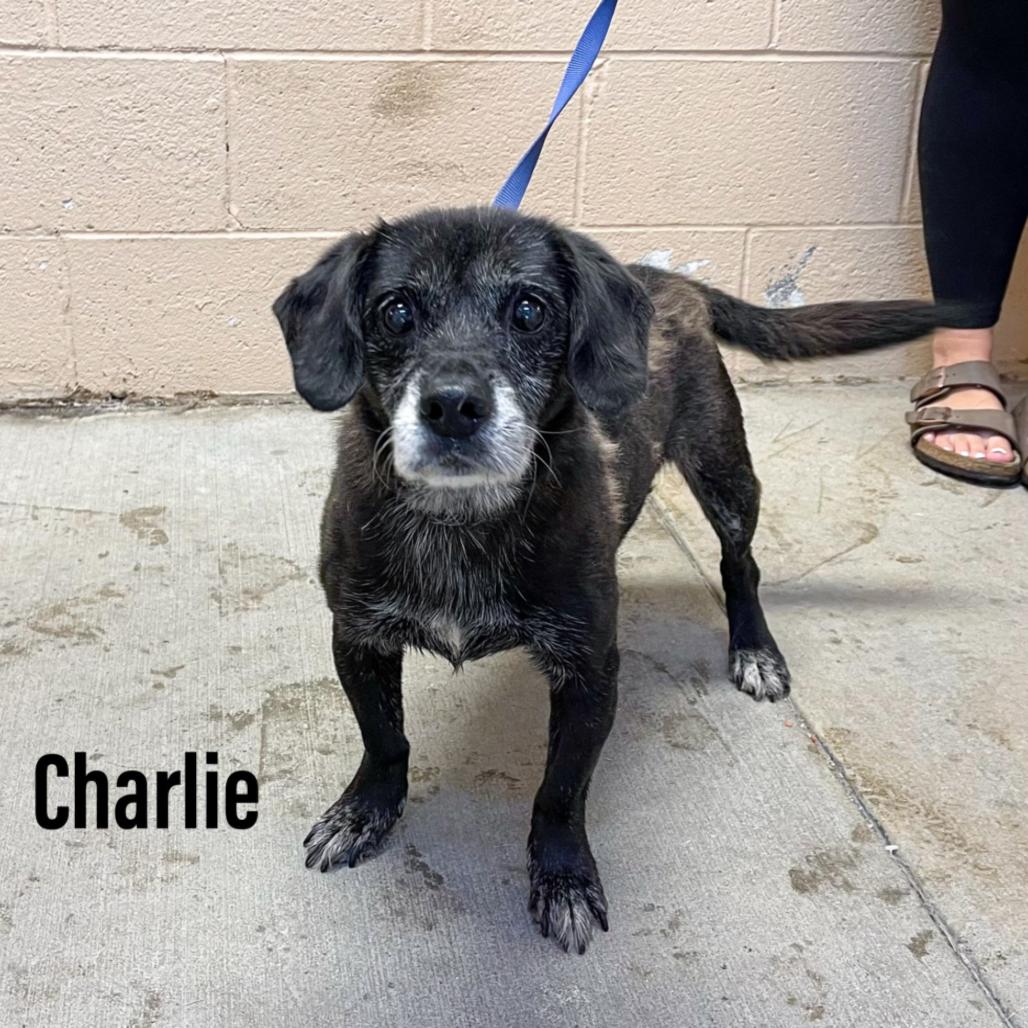 Charlie, a ADOPTABLE Mixed Breed in Columbia, MD image 3/3