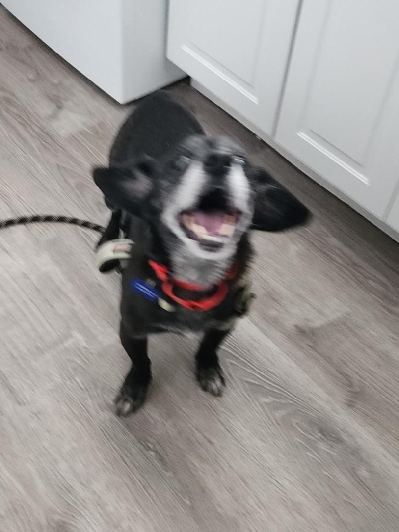 Charlie, ADOPTABLE, Senior Male Mixed Breed.
