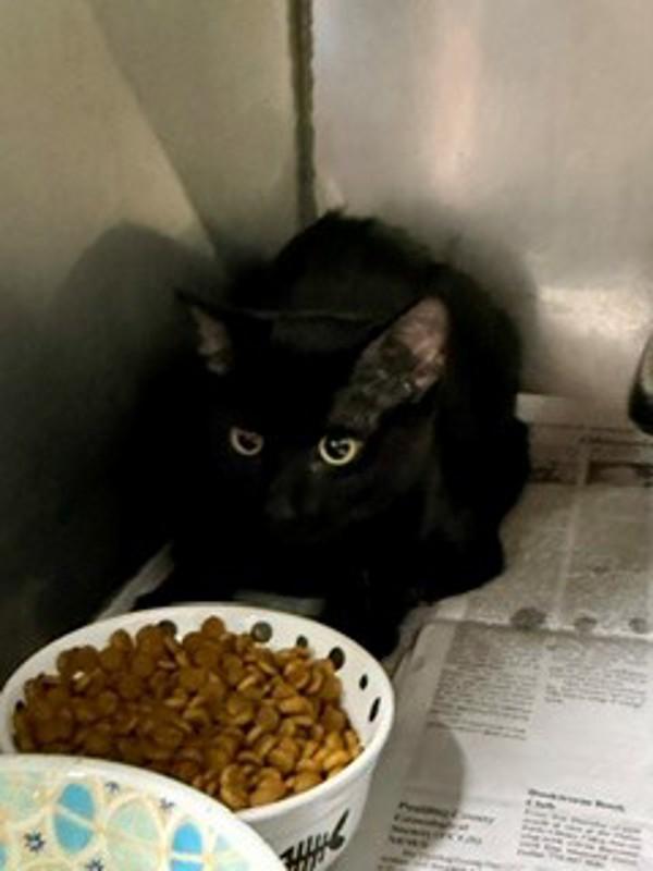 26-09-2664a Max, Adoptable, Adult Male Domestic Short Hair.