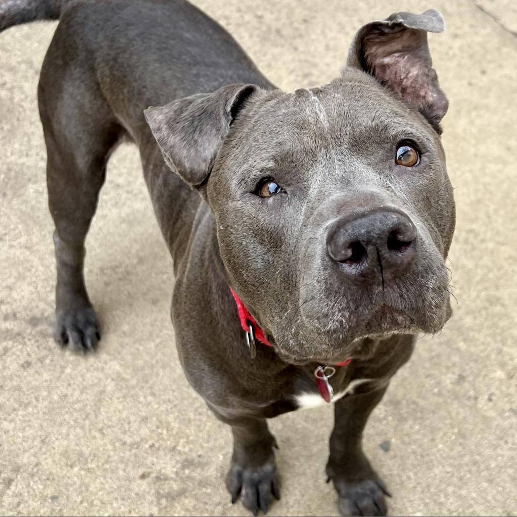 Clyde, a Adoptable mixed breed in Wauwatosa, WI image 1/5