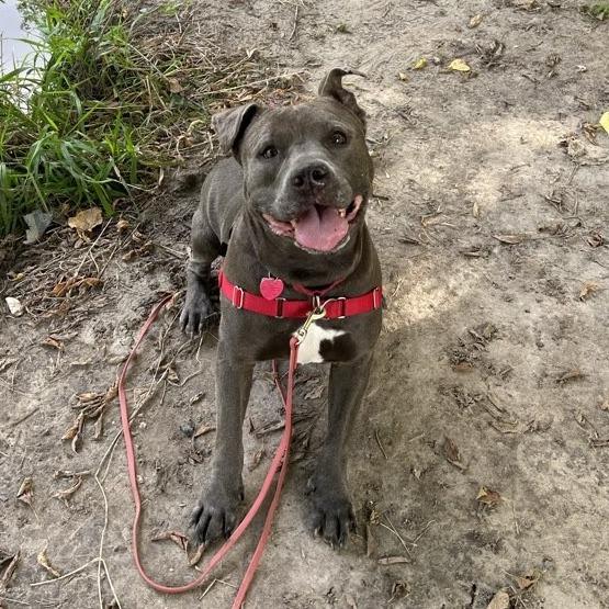 Clyde, a Adoptable mixed breed in Wauwatosa, WI image 2/5