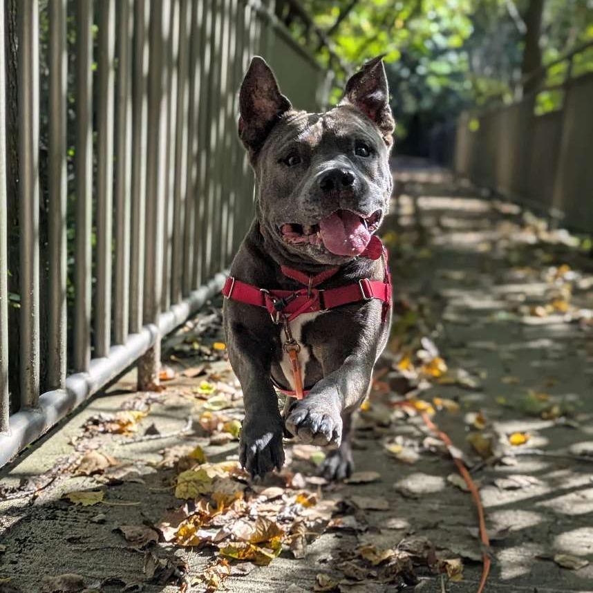Clyde, a Adoptable mixed breed in Wauwatosa, WI image 3/5