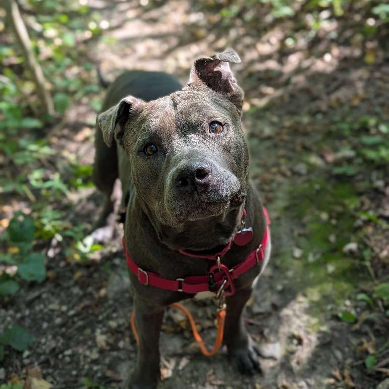Clyde, a Adoptable mixed breed in Wauwatosa, WI image 5/5