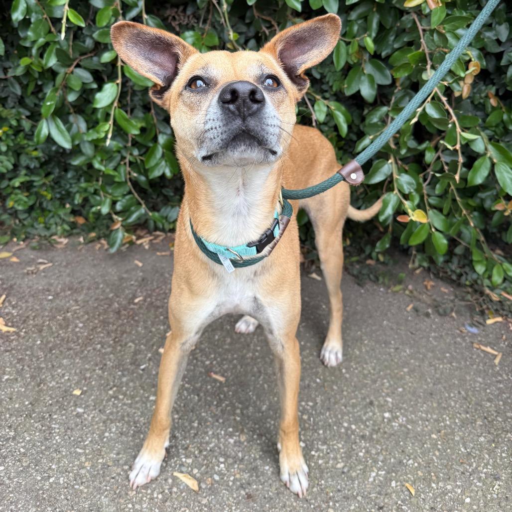 Pogo, Adoptable, Adult Male Mixed Breed.