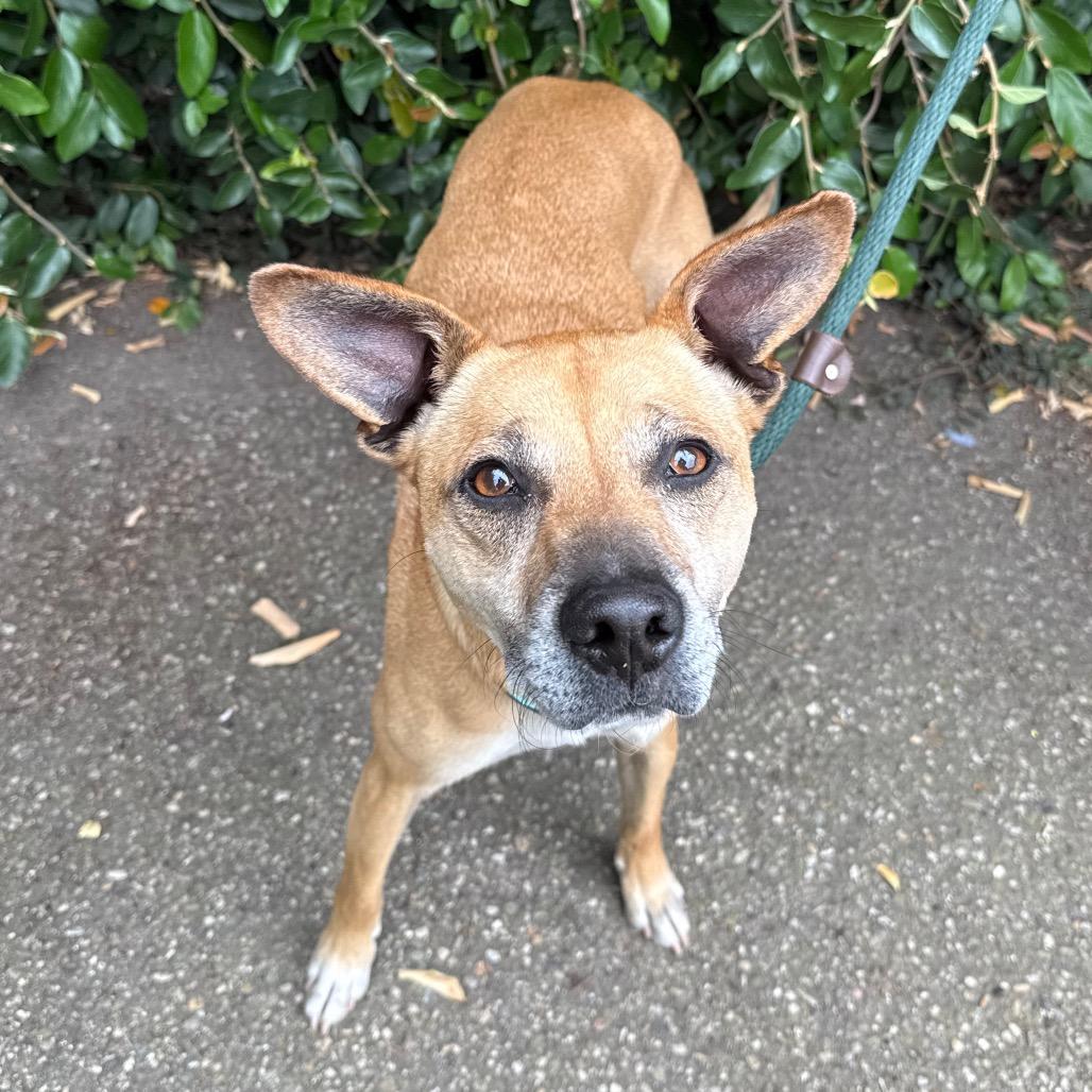 Enlarge Pogo, a Adoptable Mixed Breed in Santa Barbara, CA image 2/6