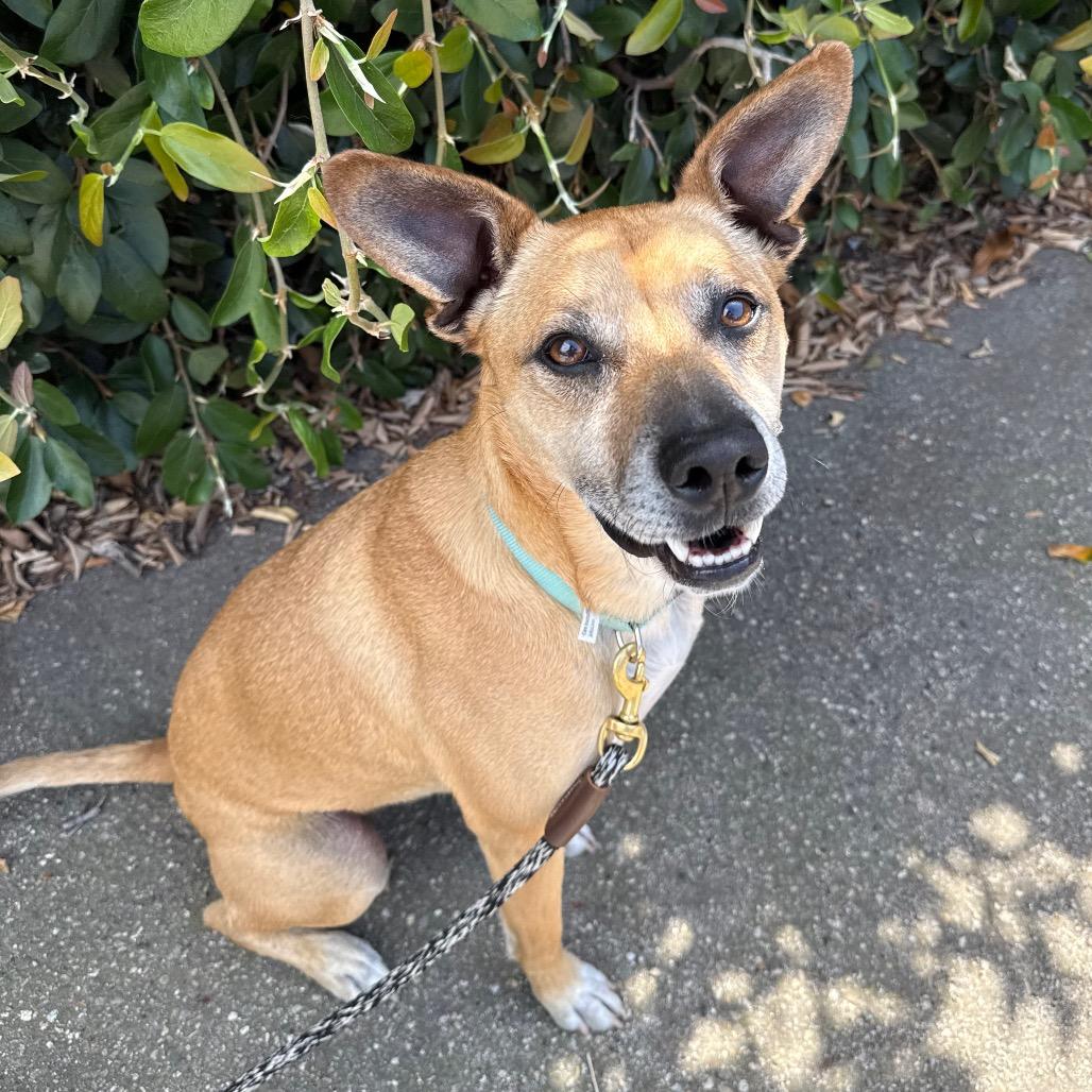 Enlarge Pogo, a Adoptable Mixed Breed in Santa Barbara, CA image 3/6