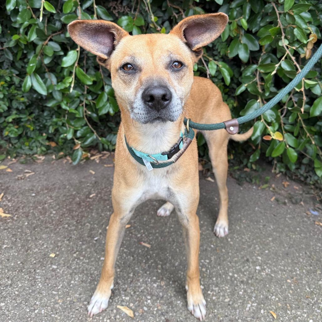 Enlarge Pogo, a Adoptable Mixed Breed in Santa Barbara, CA image 4/6