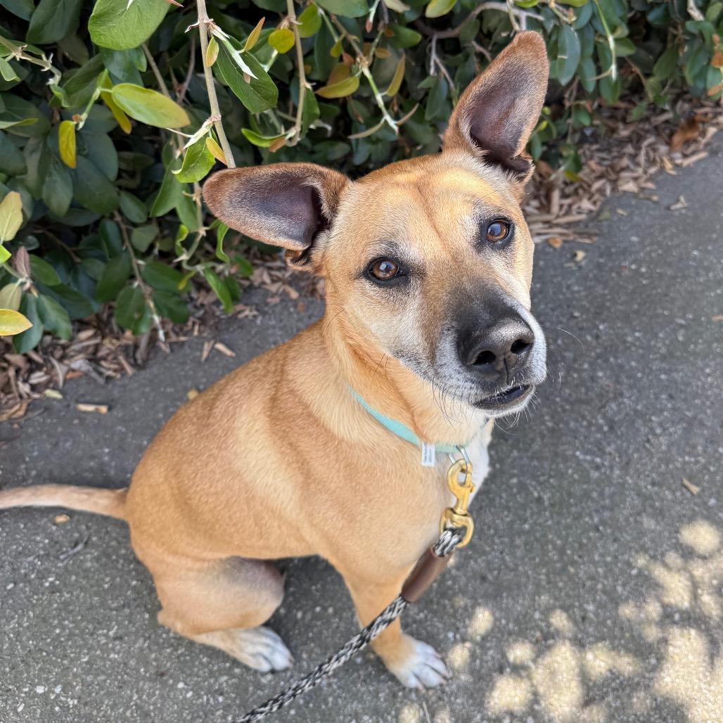 Enlarge Pogo, a Adoptable Mixed Breed in Santa Barbara, CA image 5/6
