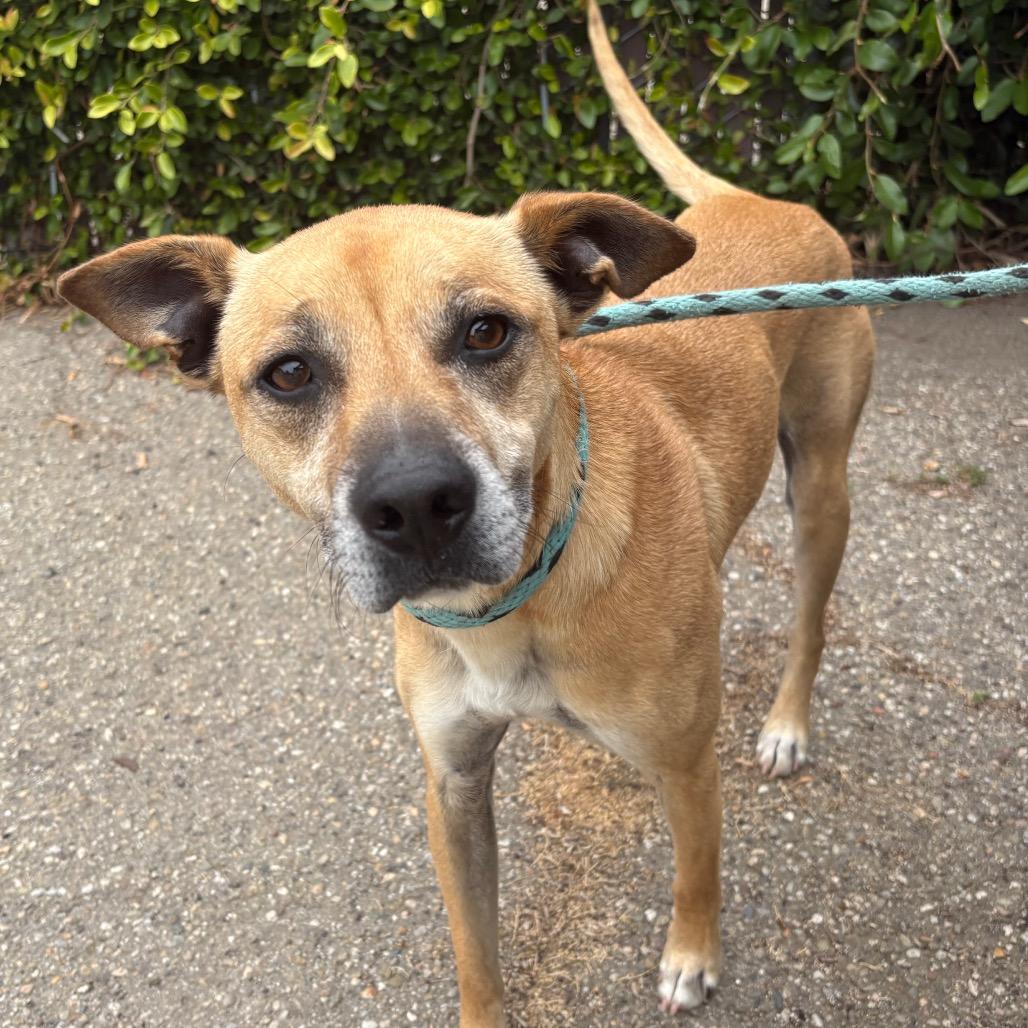 Enlarge Pogo, a Adoptable Mixed Breed in Santa Barbara, CA image 6/6