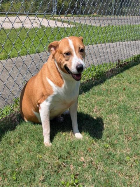 Enlarge ROXY, a Adoptable Rat Terrier in Texas City, TX image 1/1