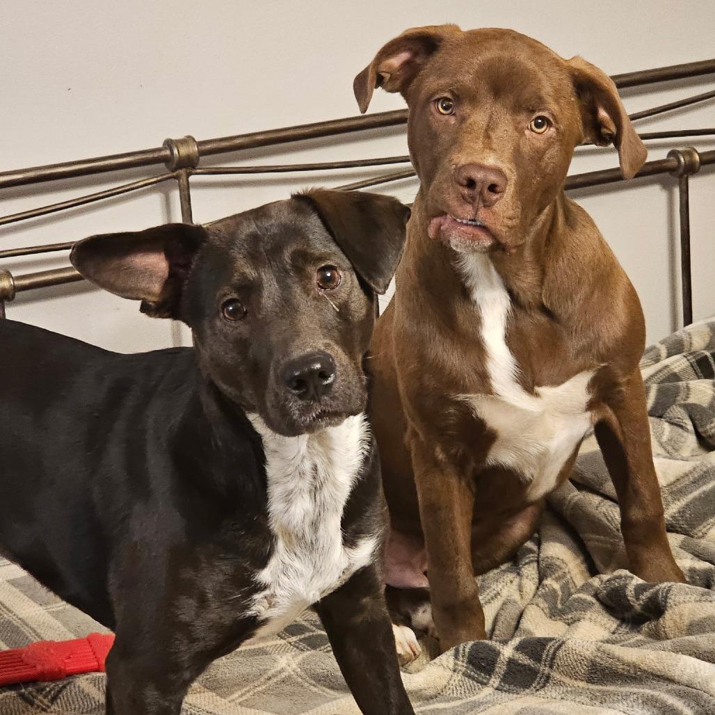 Enlarge Chevy, a Adoptable mixed breed in New Orleans, LA image 4/6