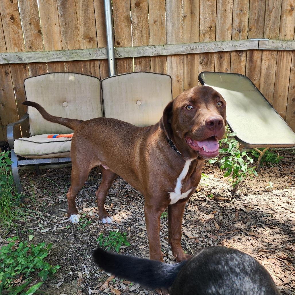 Enlarge Chevy, a Adoptable mixed breed in New Orleans, LA image 3/6
