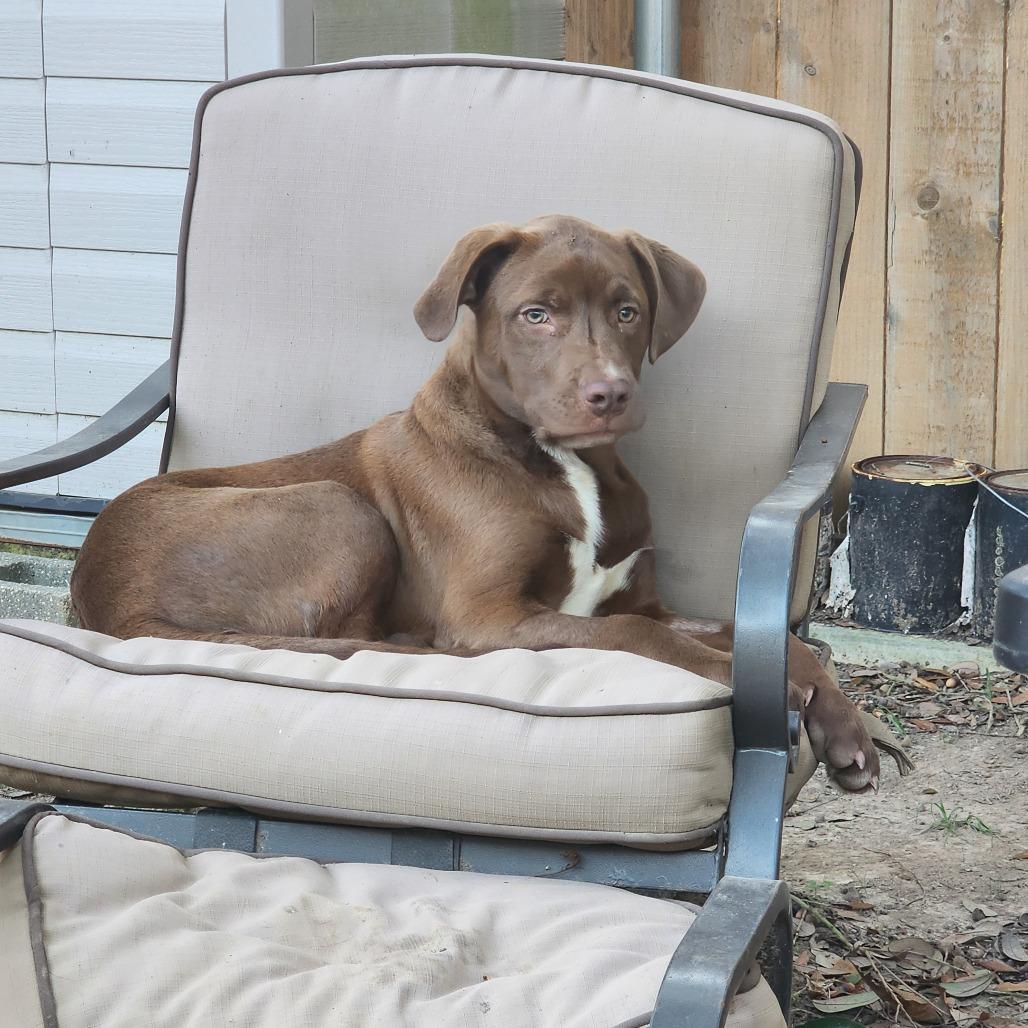 Enlarge Chevy, a Adoptable mixed breed in New Orleans, LA image 1/6