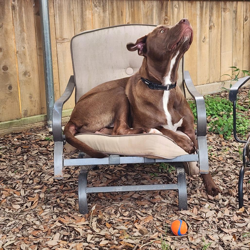 Enlarge Chevy, a Adoptable mixed breed in New Orleans, LA image 5/6