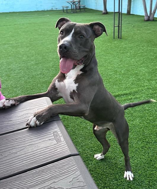 Enlarge Chance, a Adoptable Staffordshire Bull Terrier in Pompano Beach, FL image 1/7