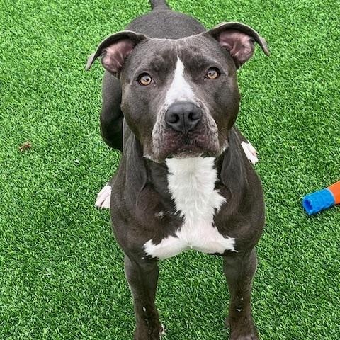 Enlarge Chance, a Adoptable Staffordshire Bull Terrier in Pompano Beach, FL image 6/7