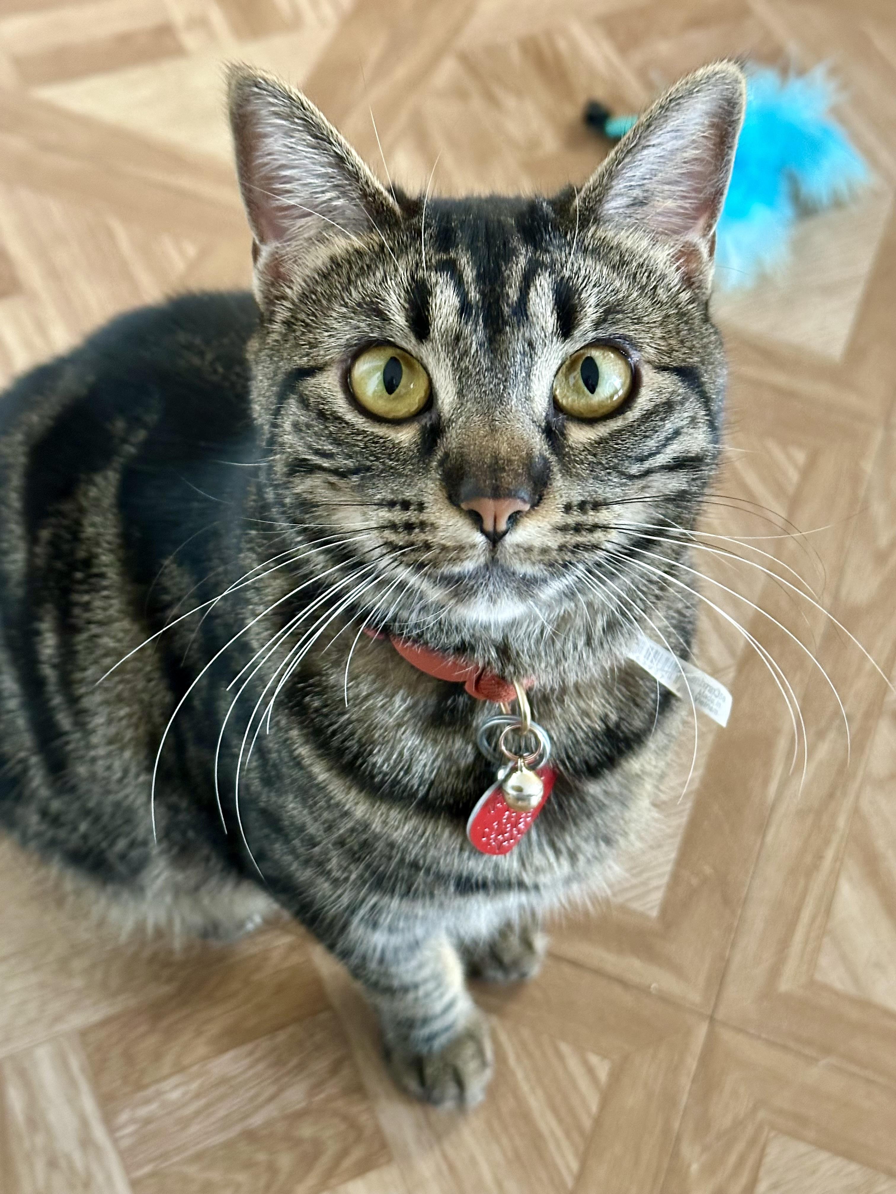 Enlarge Pumpkin, a Adoptable Tabby in Tustin, CA image 1/3