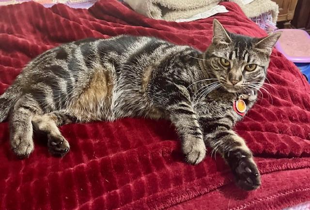 Enlarge Pumpkin, a Adoptable Tabby in Tustin, CA image 2/3