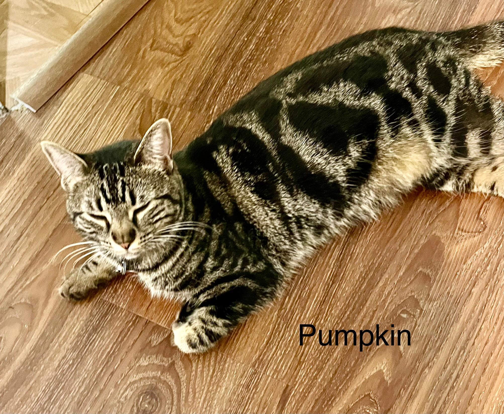 Enlarge Pumpkin, a Adoptable Tabby in Tustin, CA image 3/3