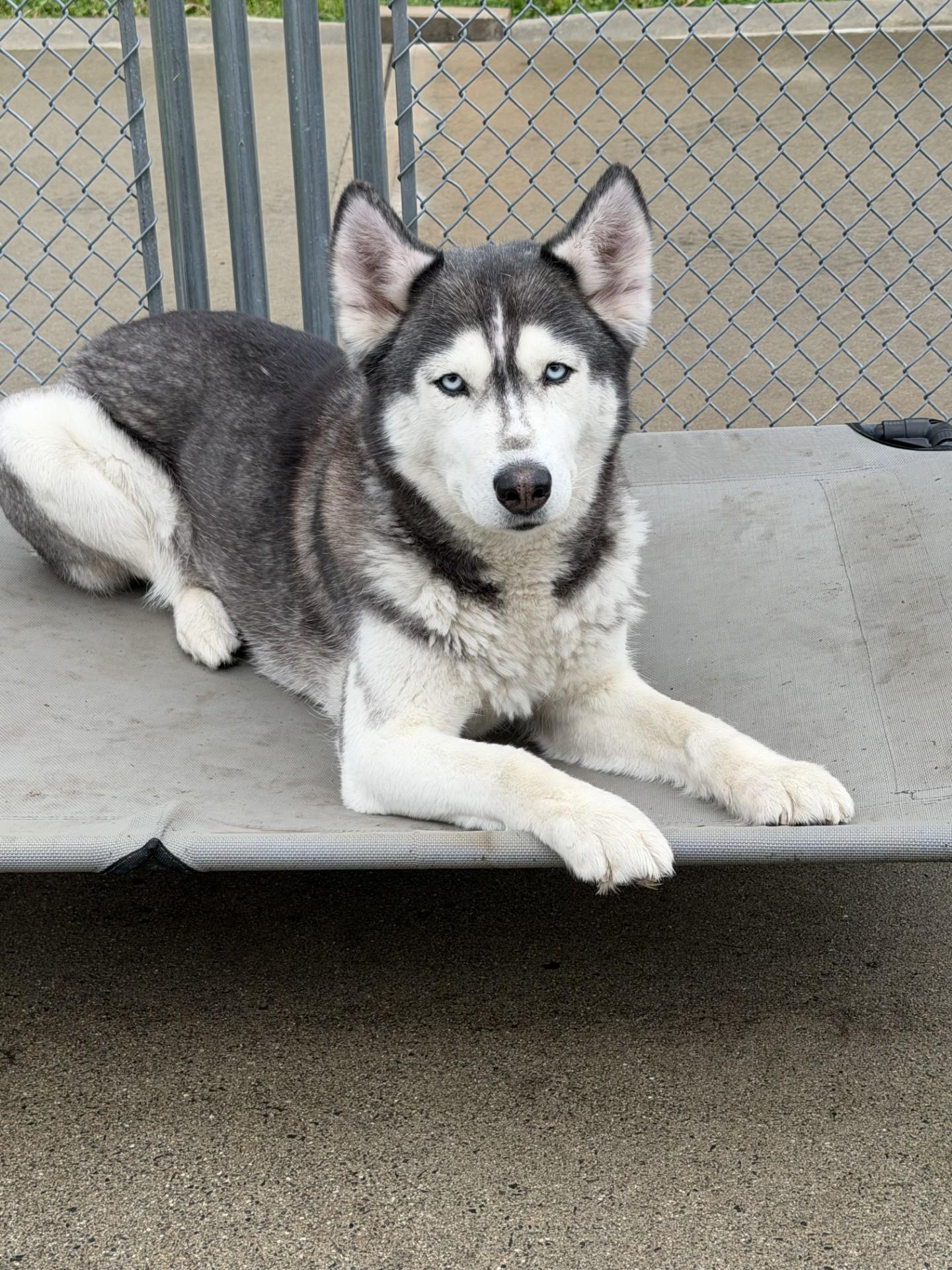 Enlarge Tika, a ADOPTABLE Husky in West Haven, CT image 1/1