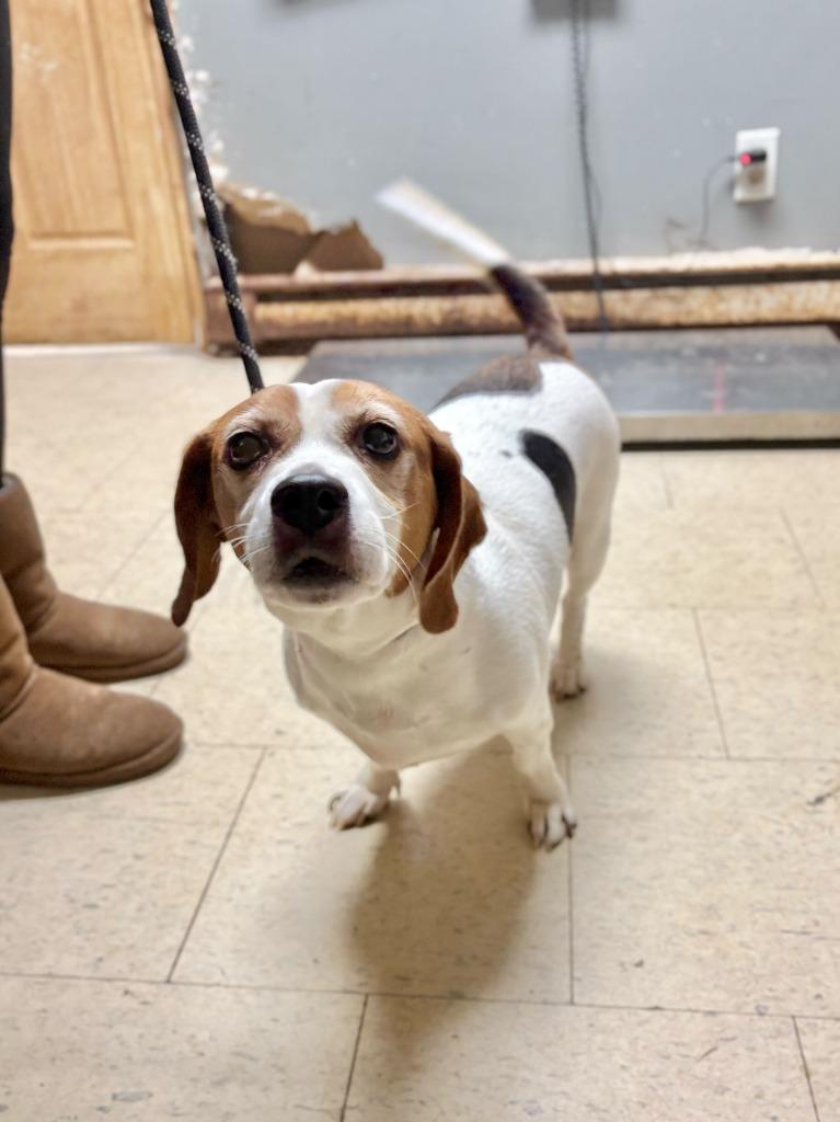 Kissy Missy, Adoptable, Adult Female Beagle & Mixed Breed.