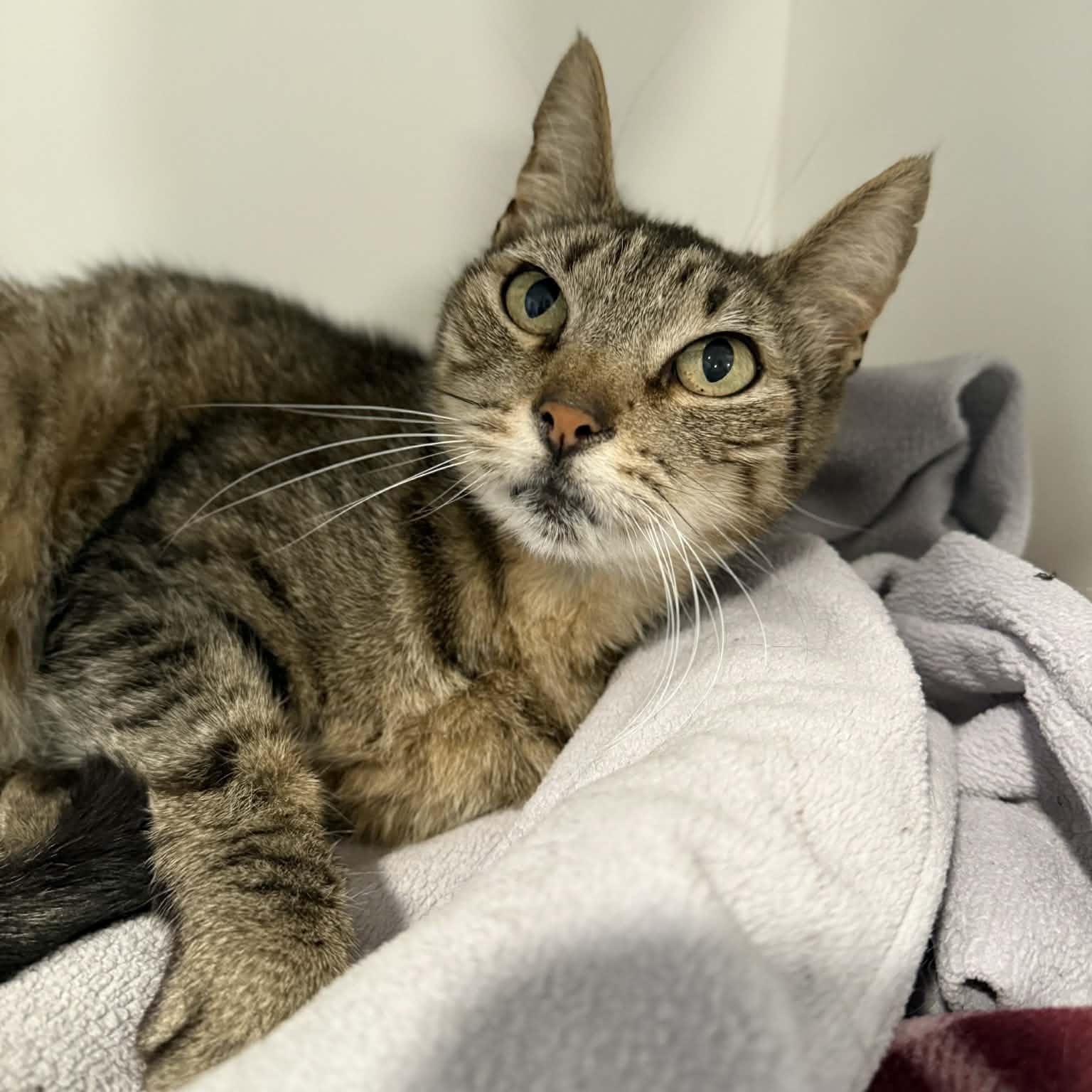 Wiona, ADOPTABLE, Senior Female Domestic Short Hair.