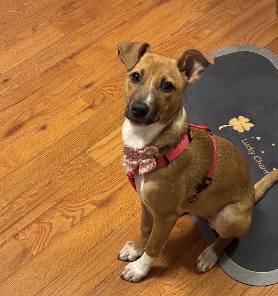 Lil Twinkle, Adoptable, Puppy Female Chihuahua & Italian Greyhound.