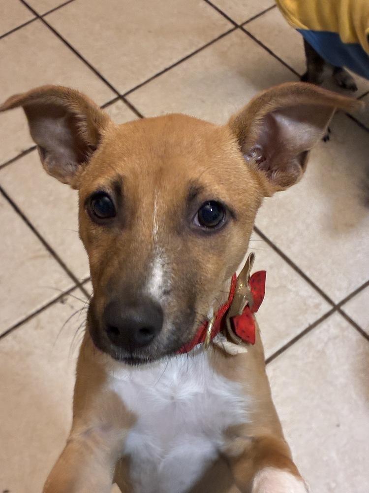 Lil Twinkle thumbnail 2