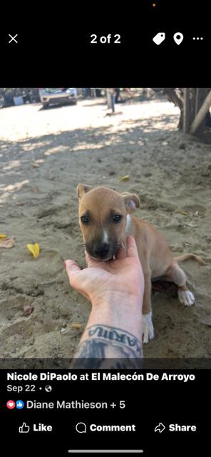 Enlarge Lil Twinkle, a Adoptable mixed breed in Randolph, MA image 4/6