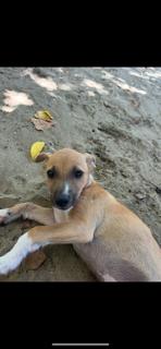 Enlarge Lil Twinkle, a Adoptable mixed breed in Randolph, MA image 6/6