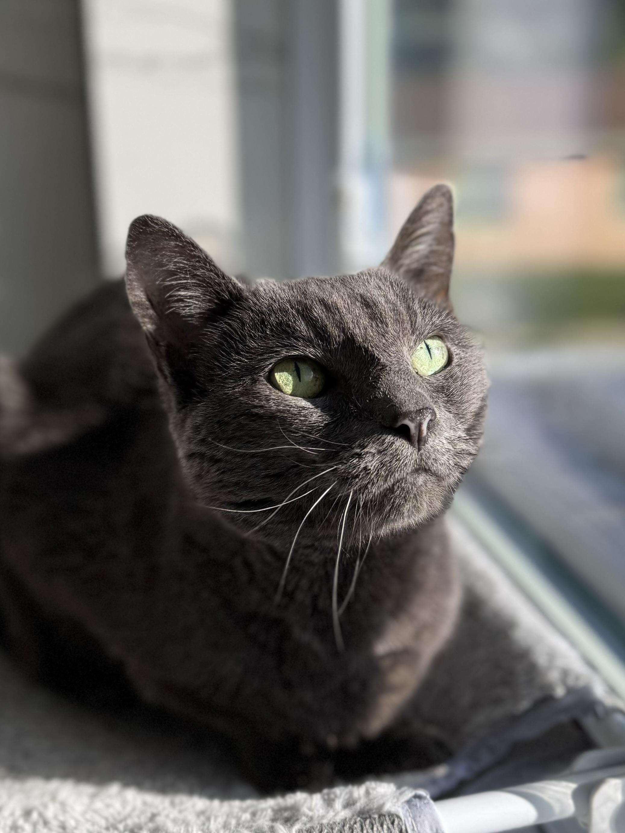 Gigi — thumbnail 3