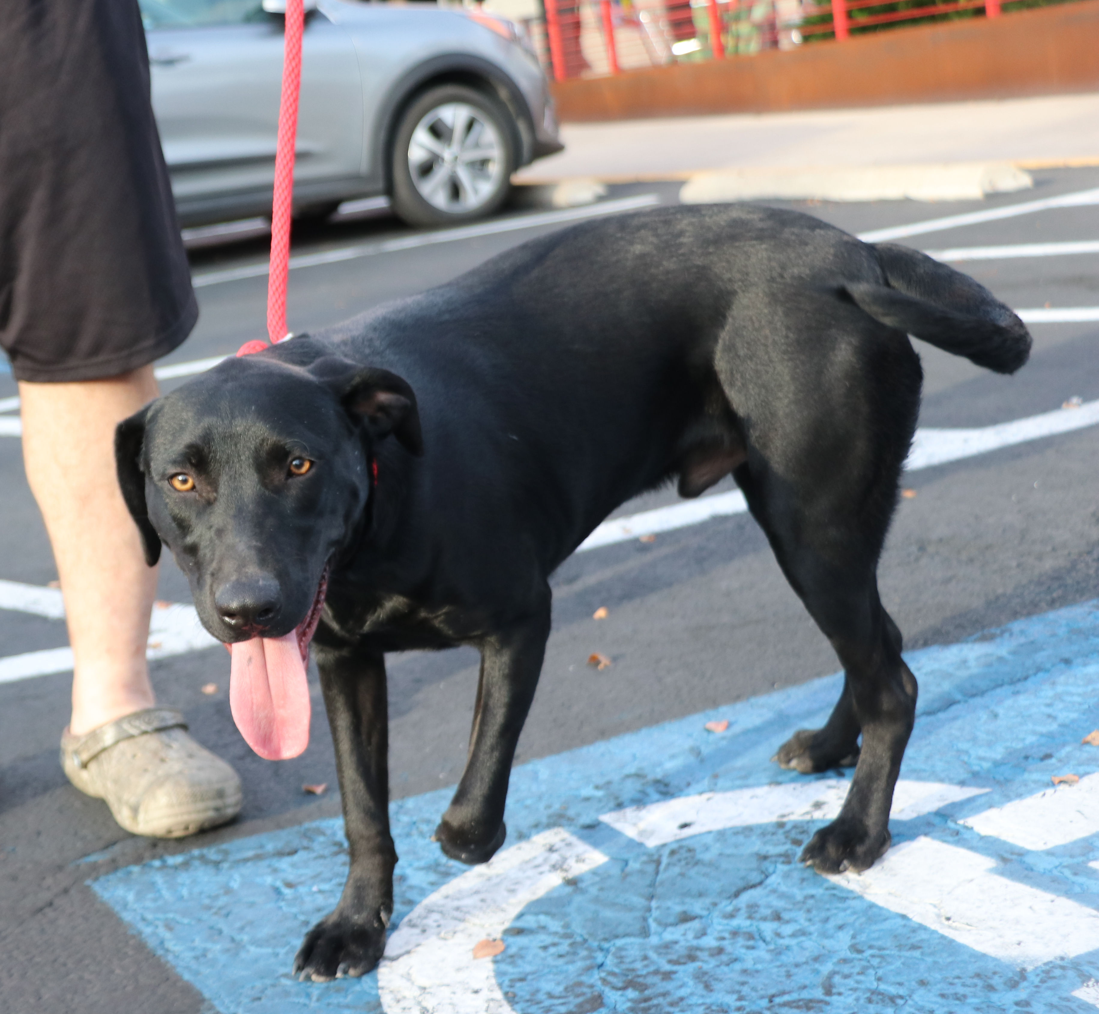 Corn Dog, a Adoptable mixed breed in Pflugerville, TX image 1/18