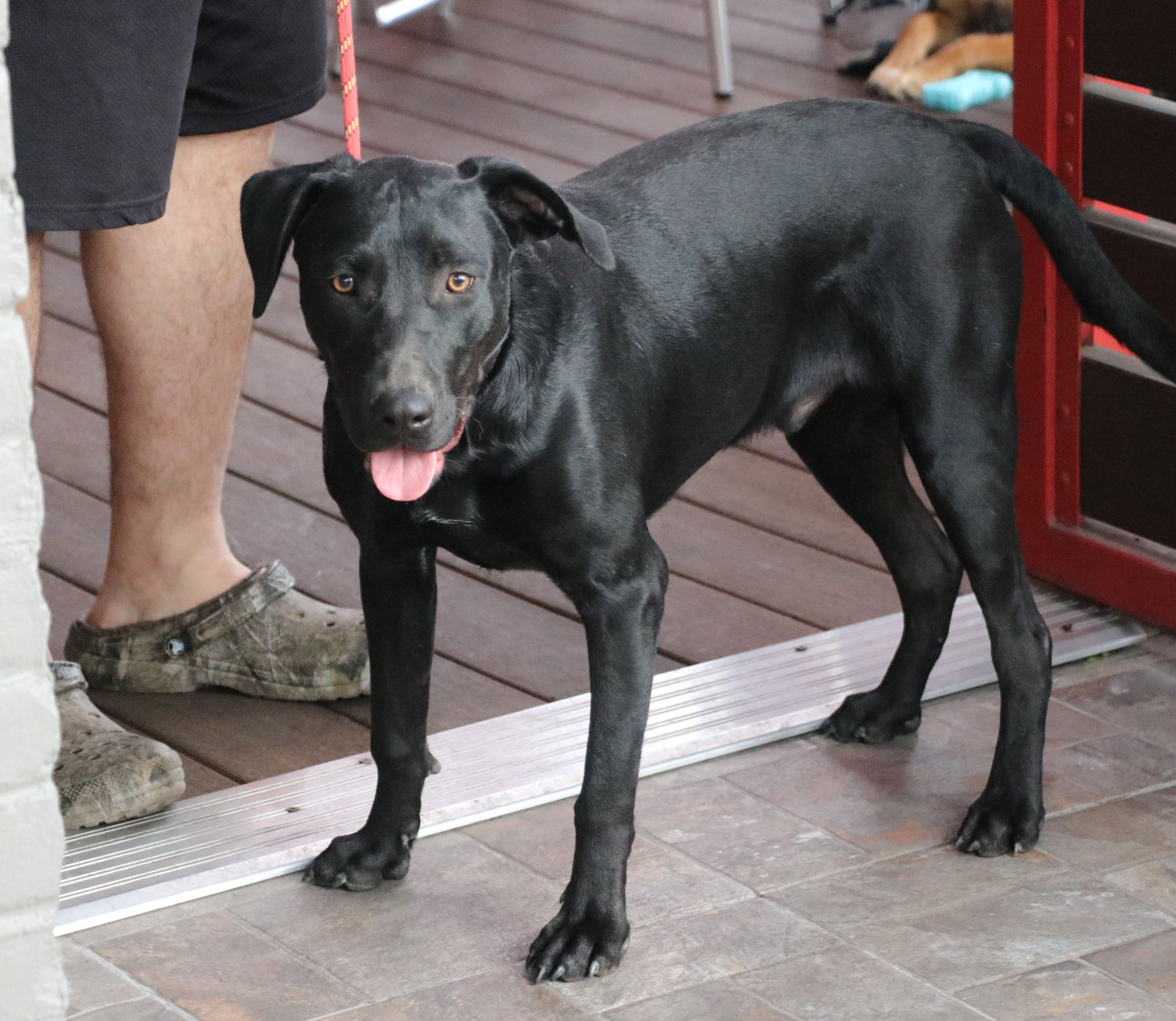 Corn Dog, a Adoptable mixed breed in Pflugerville, TX image 2/18