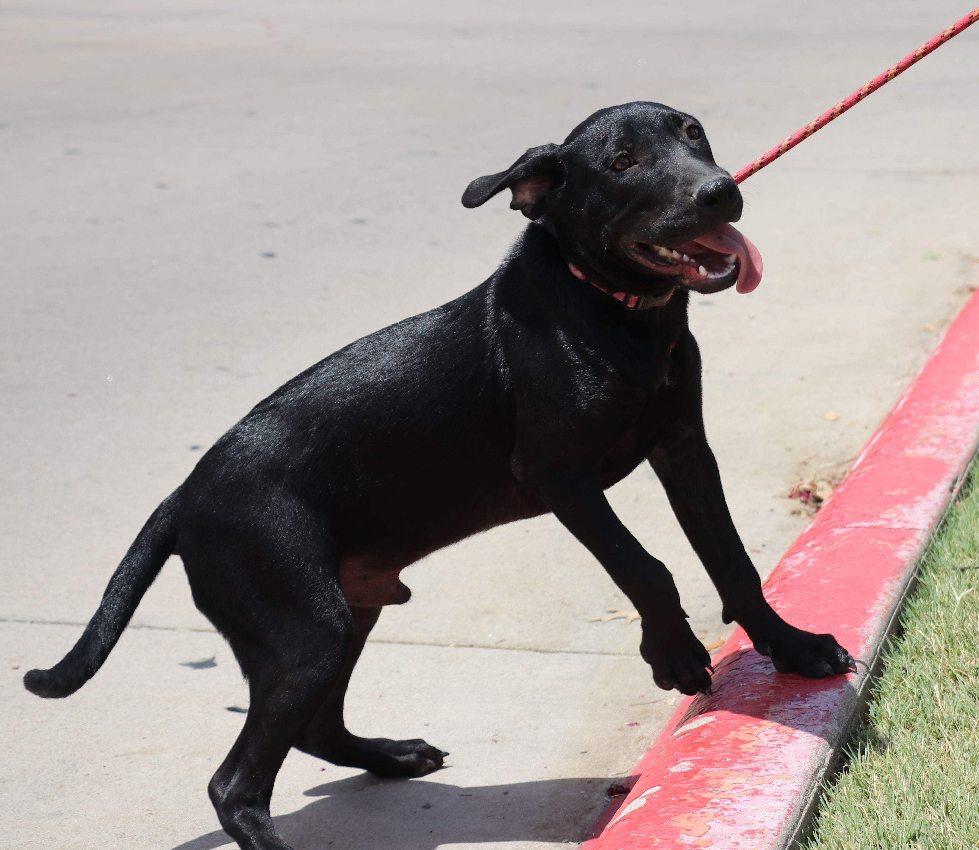 Corn Dog, a Adoptable mixed breed in Pflugerville, TX image 3/18