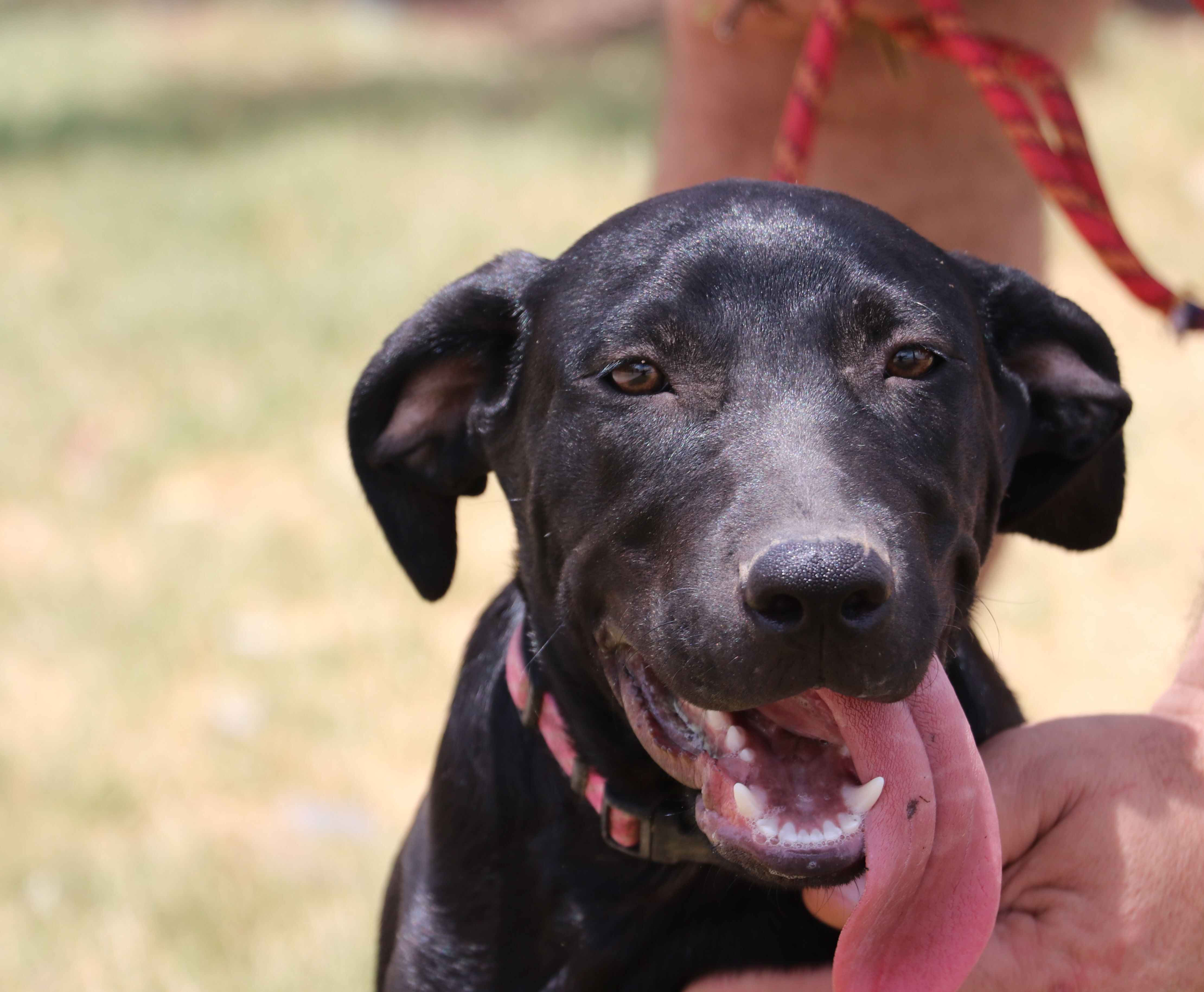 Corn Dog, a Adoptable mixed breed in Pflugerville, TX image 4/18