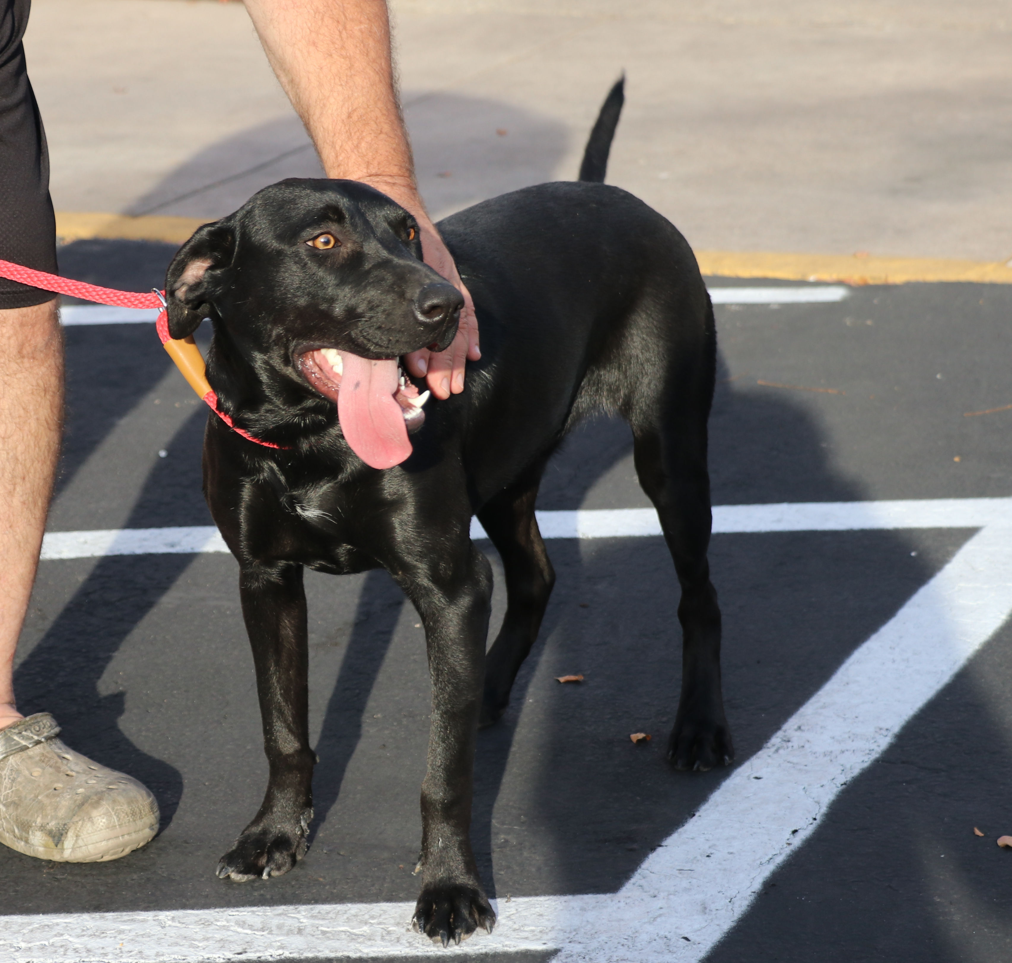 Corn Dog, a Adoptable mixed breed in Pflugerville, TX image 5/18