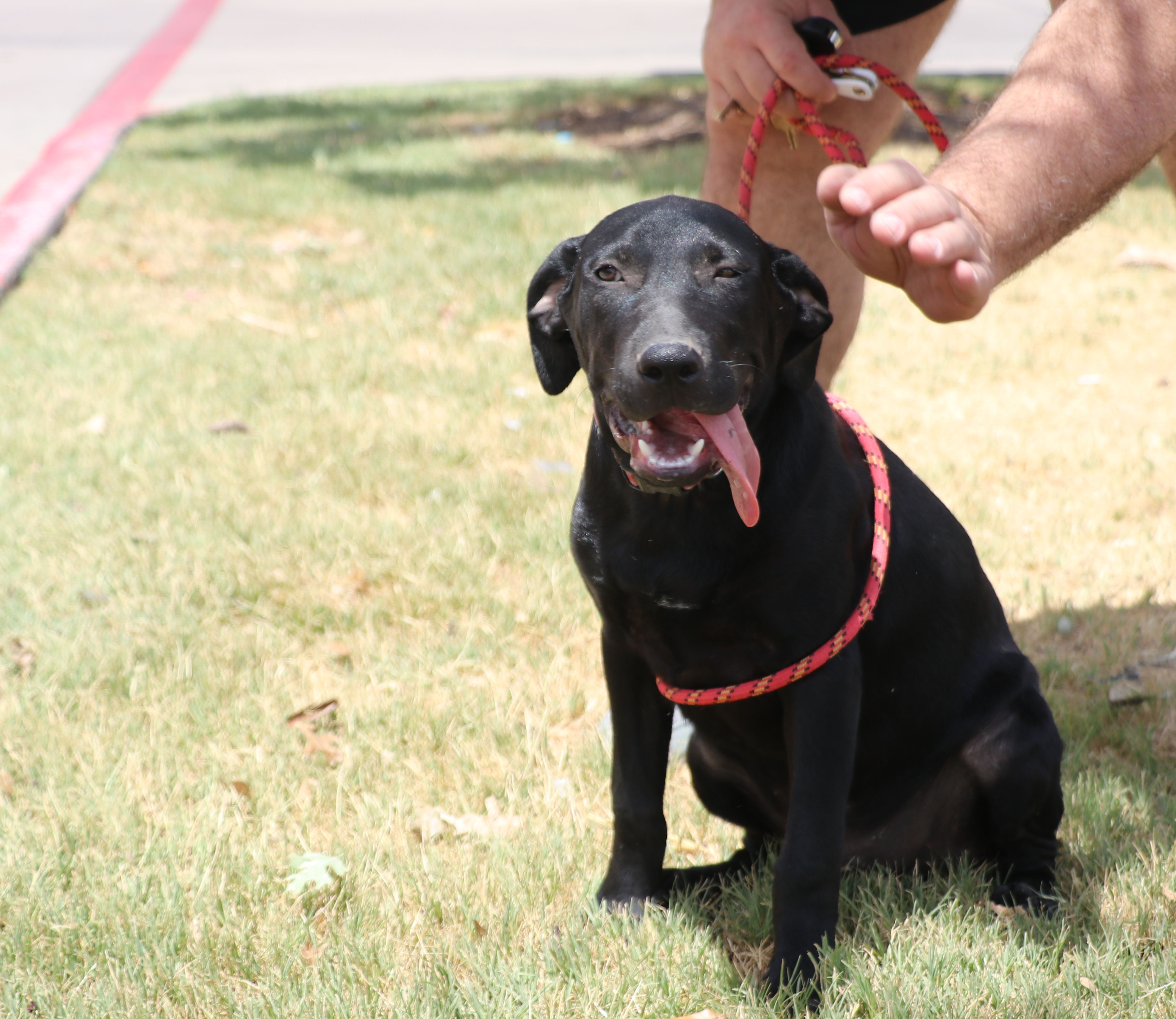 Corn Dog, a Adoptable mixed breed in Pflugerville, TX image 6/18