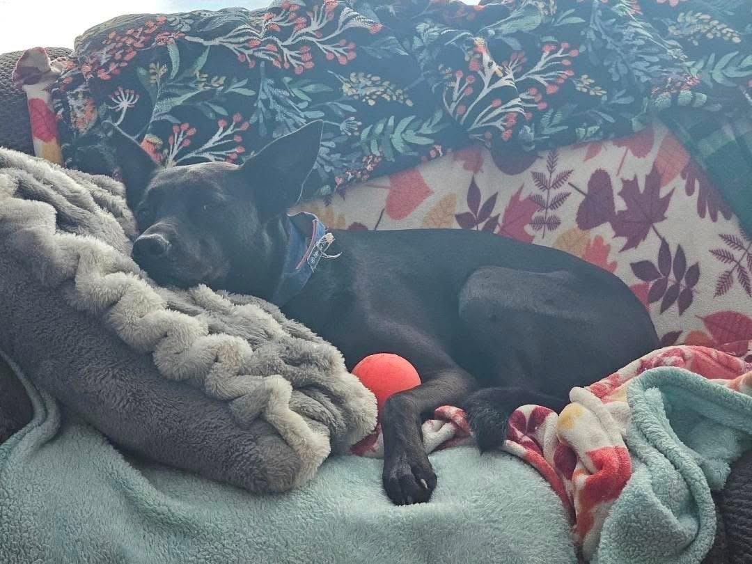 Enlarge Harlie, a ADOPTABLE mixed breed in Rochester, NY image 3/3