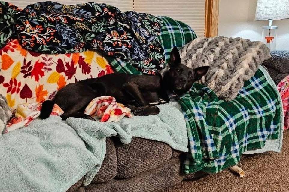 Enlarge Harlie, a ADOPTABLE mixed breed in Rochester, NY image 2/3