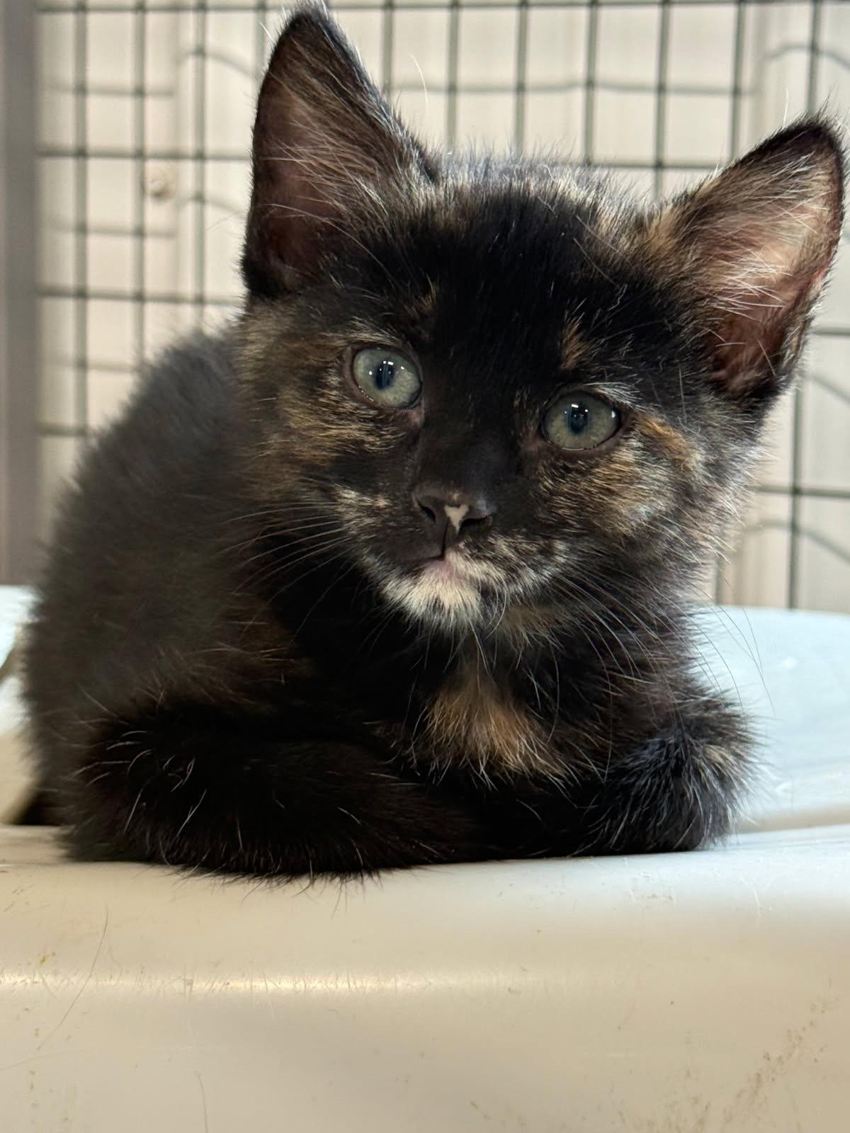 Enlarge Firefox, a Adoptable mixed breed in Williamsburg, IA image 1/2