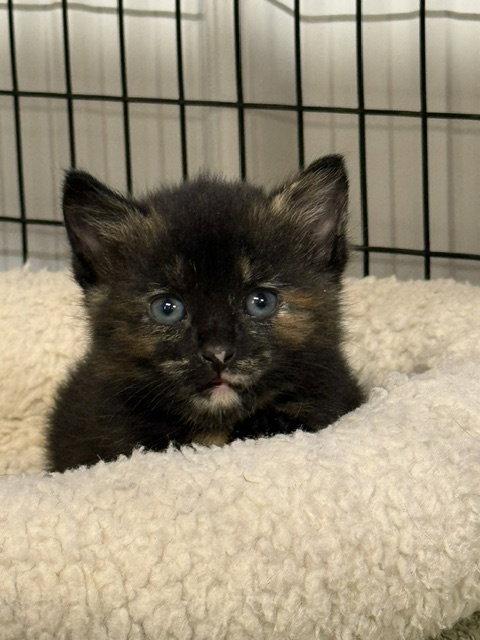 Enlarge Firefox, a Adoptable mixed breed in Williamsburg, IA image 2/2