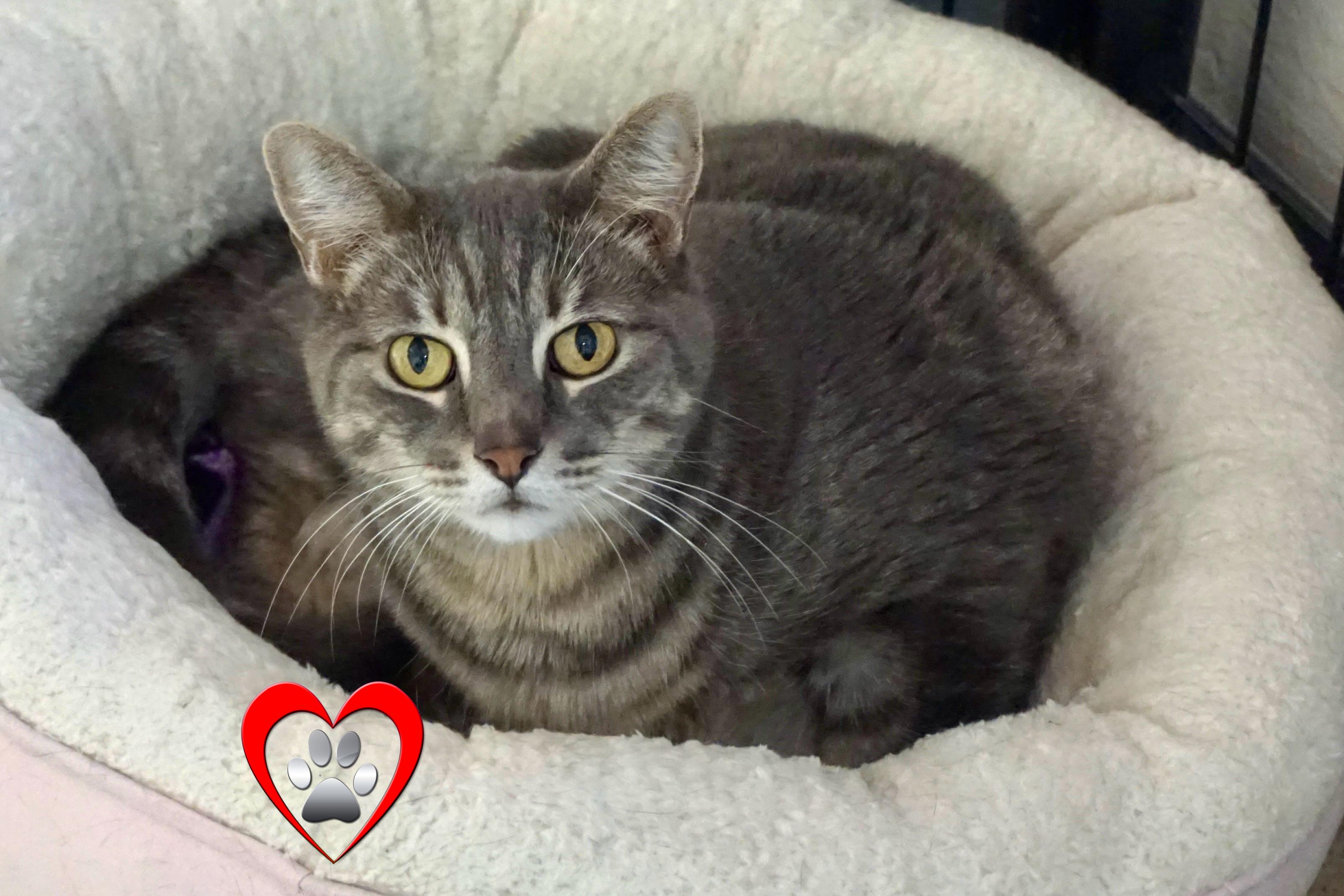Pat, Adoptable, Senior Female Domestic Short Hair.
