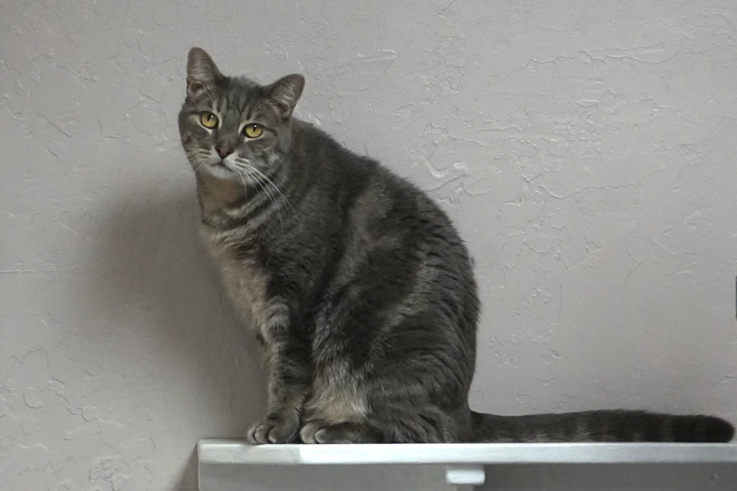 Enlarge Pat, a Adoptable Domestic Short Hair in Fountain Hills, AZ image 3/5
